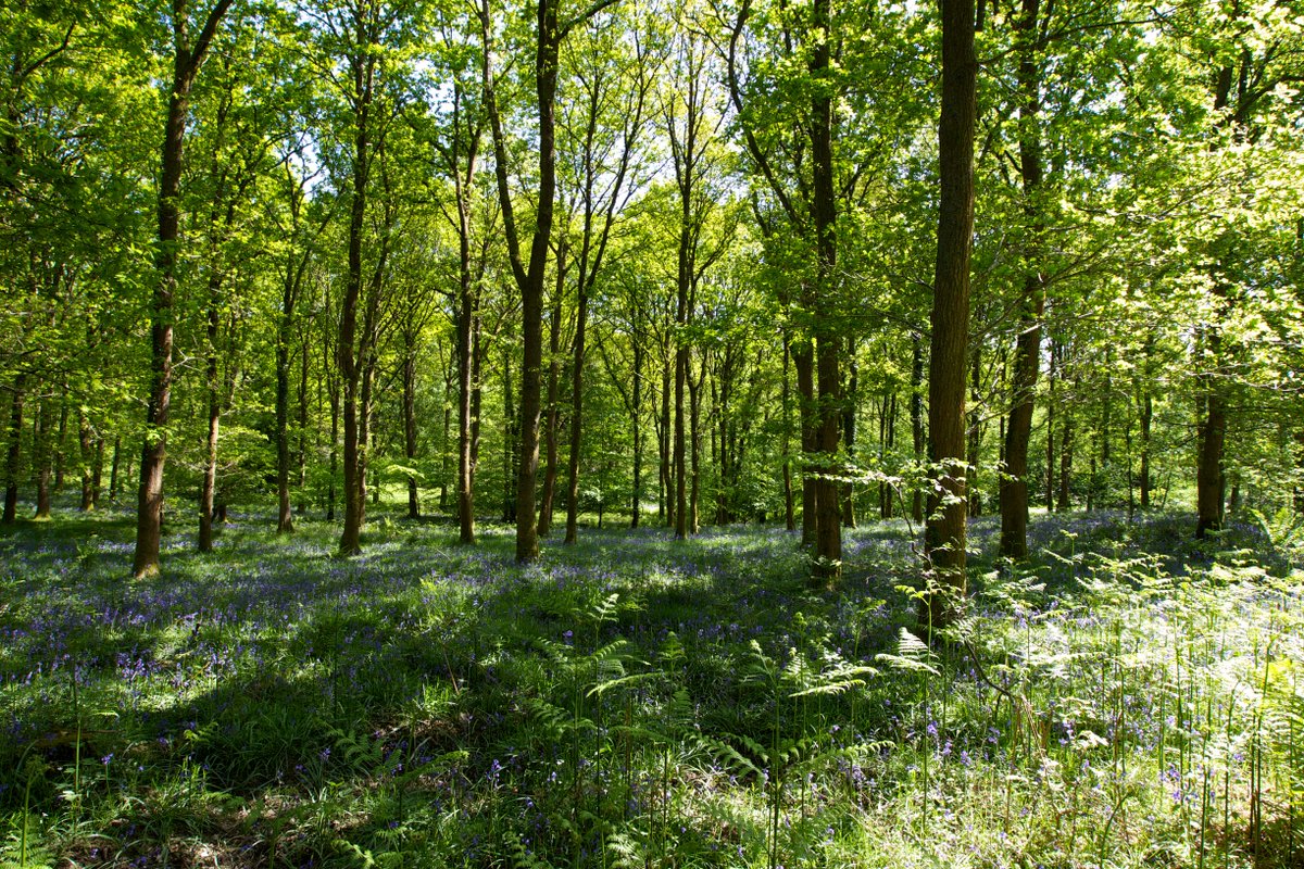 ForestryEngland's tweet photo. What are you looking forward to most about spring in the forest?

Today marks the spring equinox where night and day are both 12 hours long, meaning it's finally the start of spring! #SpringEquinox #SpringIsHere https://t.co/PiD1fpCnYC
