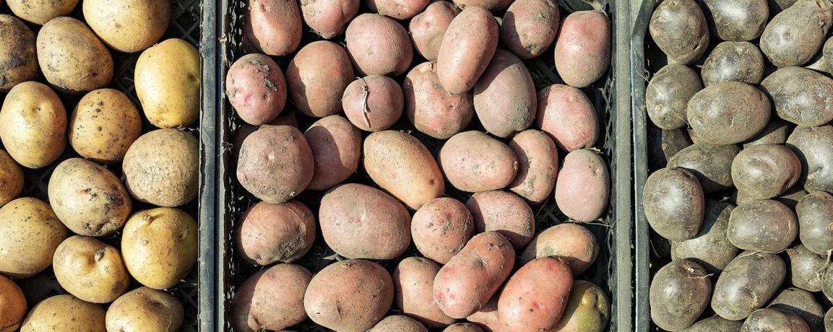 TopsectorTU's tweet photo. Tien bedrijven uit de aardappelketen hebben #HIP opgericht: Holland Innovative Potato. Met 1 doel: stimuleren fundamenteel onderzoek #aardappel. Je hoort er alles over bij #TKITU event op 3 april - er zijn nog een paar plekken beschikbaar! https://t.co/d5bGWLhrEg @CygneaCongres https://t.co/xYWgAAI9qI
