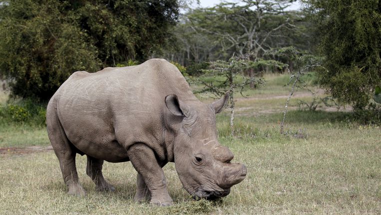 Kalyndriana's tweet photo. R.I.P. Sudan, the last male of the white rhino's has diedπ’ #Cry #WhiteRhino #almostextinct https://t.co/fwvyiuUaoZ