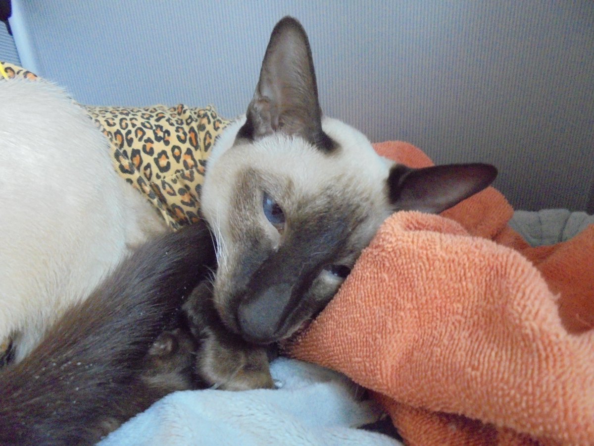 Guten Tag,
mit Thea (Tierheim). #Katzen