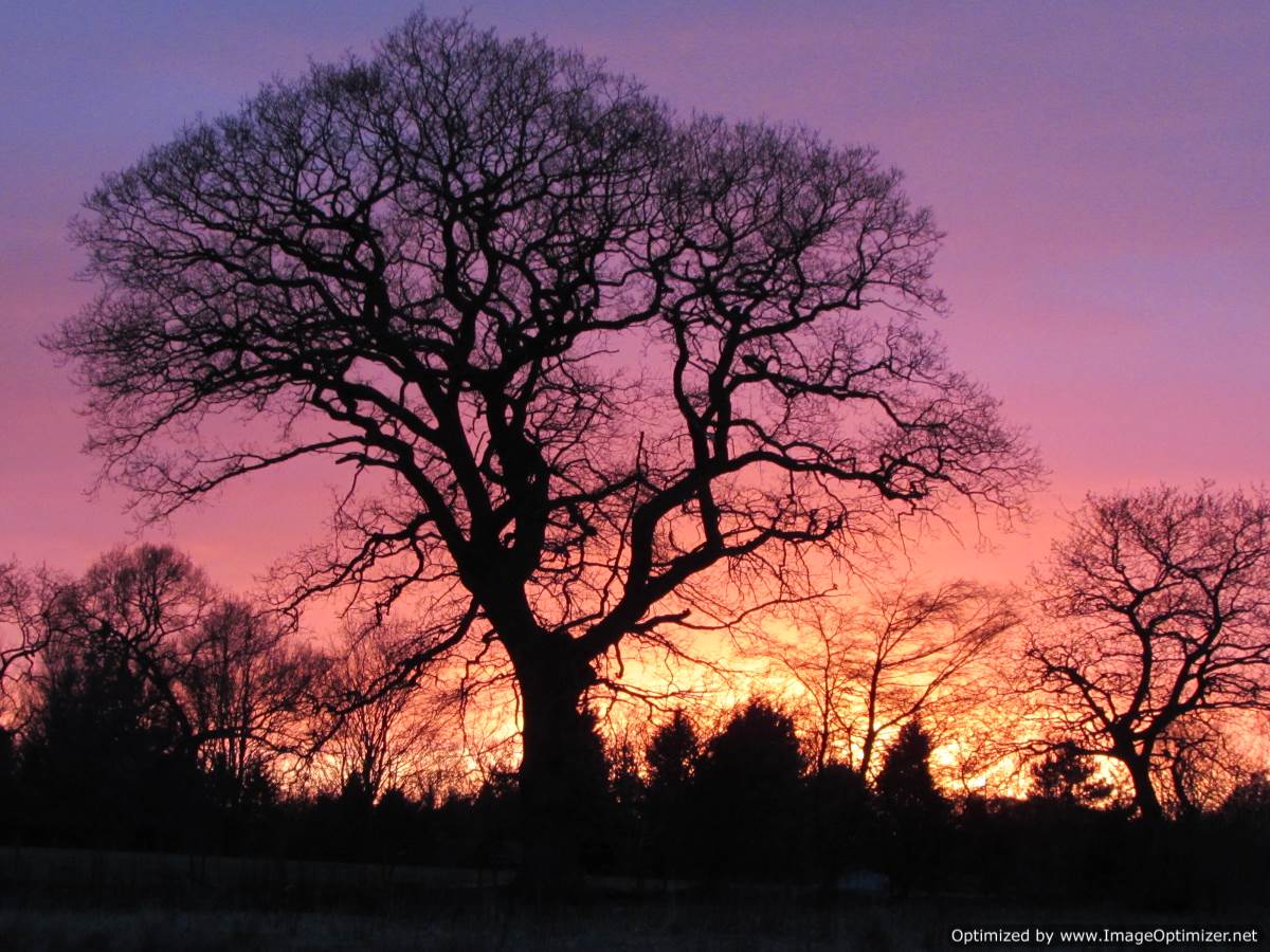 Eden valley sunset -yesterday evening from the nursery #EdenValley, #Cumbria, #sunset, #treenursery, #cumbriatreegrowers