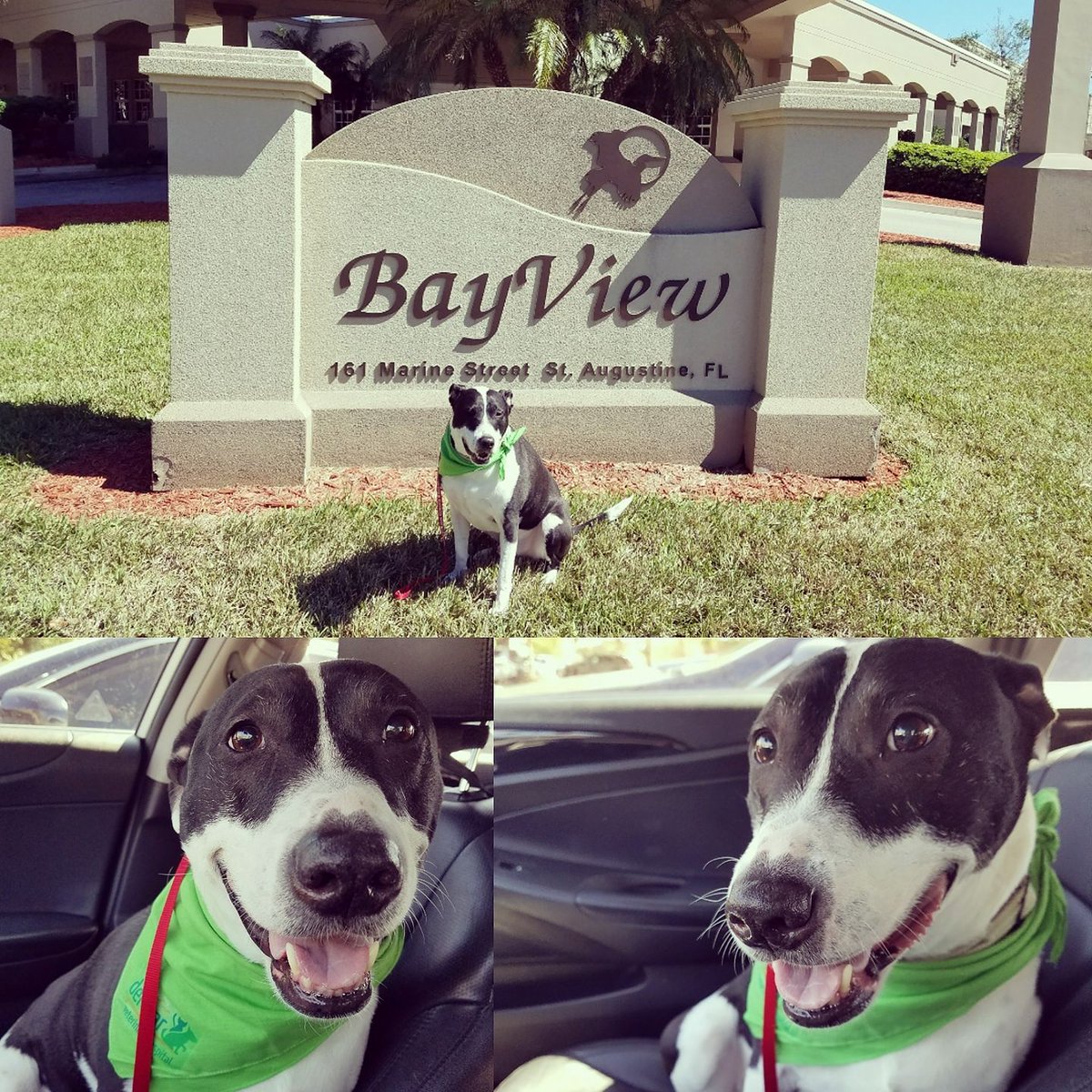 DelMarVet's tweet photo. What a great day! Bruno and Melissa had the amazing opportunity to bring joy to some of the elderly residents at @bayviewhealthcare. Their smiles were the best reward, and Bruno had an awesome time. 😁 #pettherapy #pettingdog #doglover #doglovers #cooldog @DelMarVet #delmarvet https://t.co/iHJje1p9CL