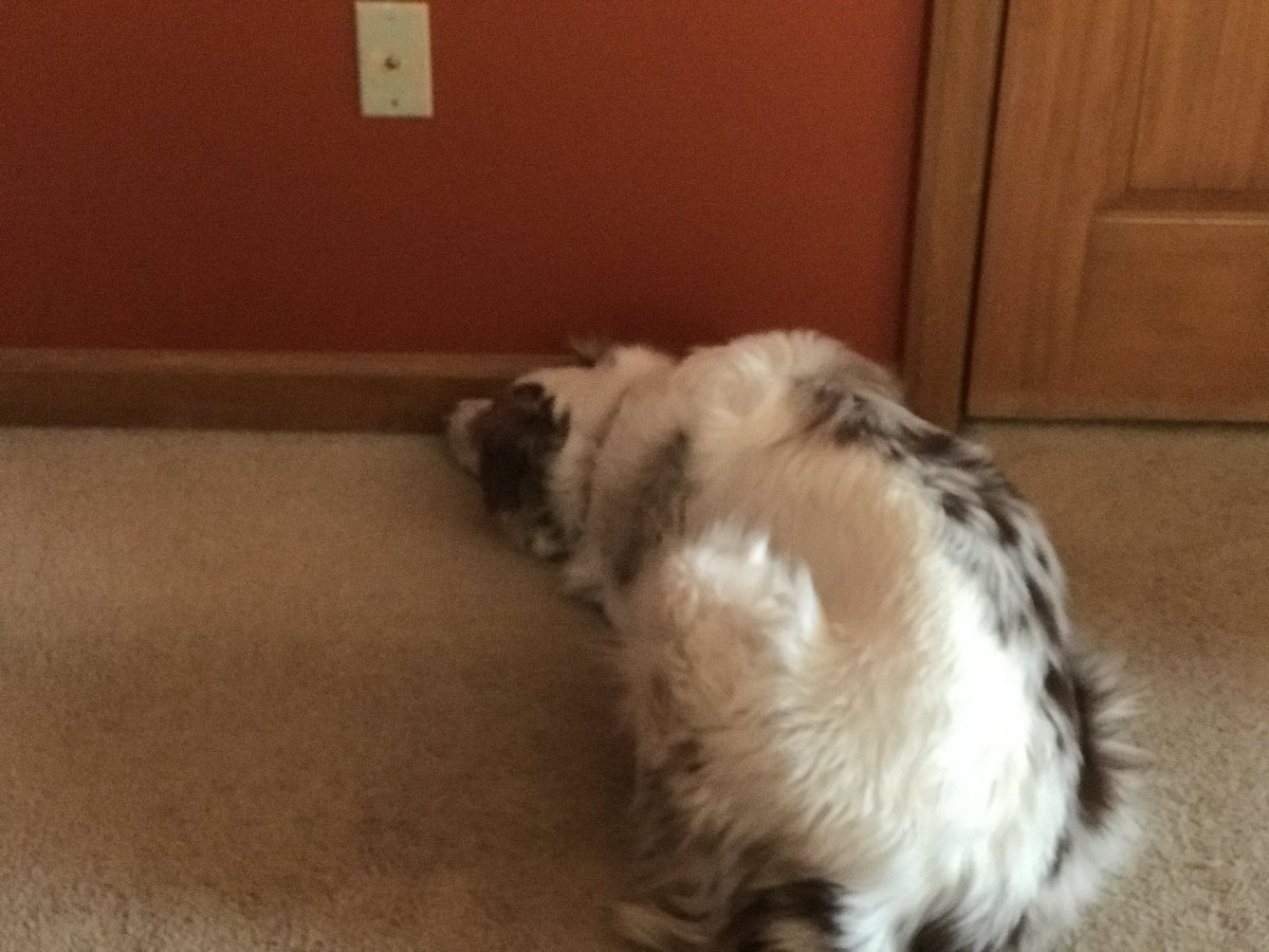 TheReelRandom's tweet photo. When your blind dog thinks sheโs waiting at the door... #blind #BlindPets #BlindGetrouwd #BlindDogs #Aussies #DoubleMerle #MondayMotivation (sure, sheโs totally motivated) https://t.co/zW7M4WJAef
