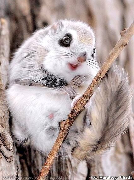 RT PicturesHQ: Rare Cute Japanese Dwarf Flying Squirrel 😍