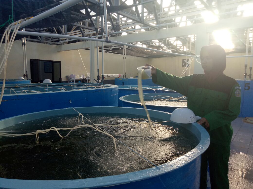 WardatulAndi's tweet photo. Proses pemberian pakan buatan pada larva udang windu. 
@SUPMbone 
@BRPBAP3_Maros 
@SitiNurhalima82 
@saadah_kasim 
@kcaunuranna https://t.co/OI15Yax9y4