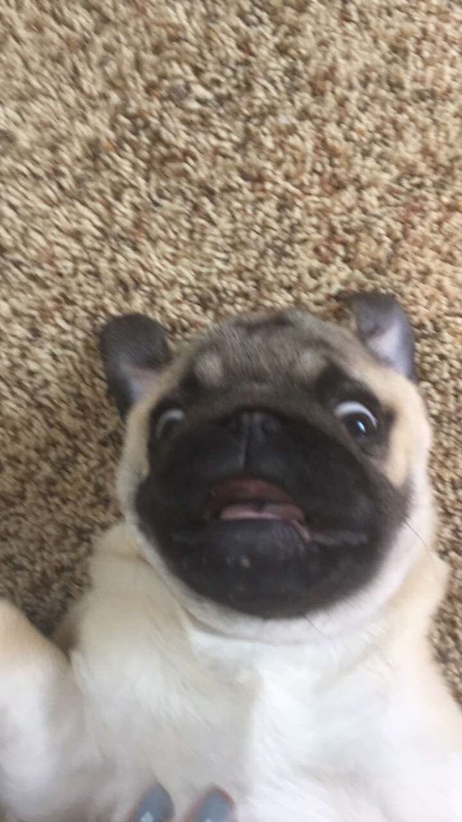 jesseclarecoble's tweet photo. Incase you were wondering Lily hasn’t skipped a meal, and hit double digits in weight. https://t.co/CGIQCZYVuJ