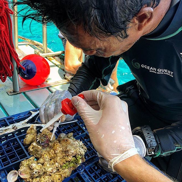 klcpp's tweet image. Glueing a bubble coral polyp onto aragonite substrate ift.tt/2FWRUSs