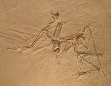 area51jeff's tweet photo. Raiders of the Lost Archaeopteryx #AddScienceImproveAnything https://t.co/BtcZ9wim1C