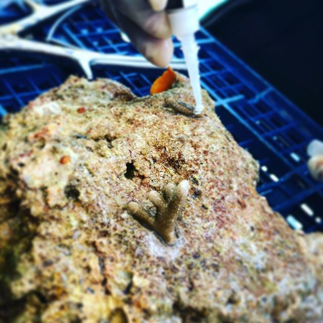 klcpp's tweet image. A newly attached fragment of branching coral ift.tt/2IEi3XU