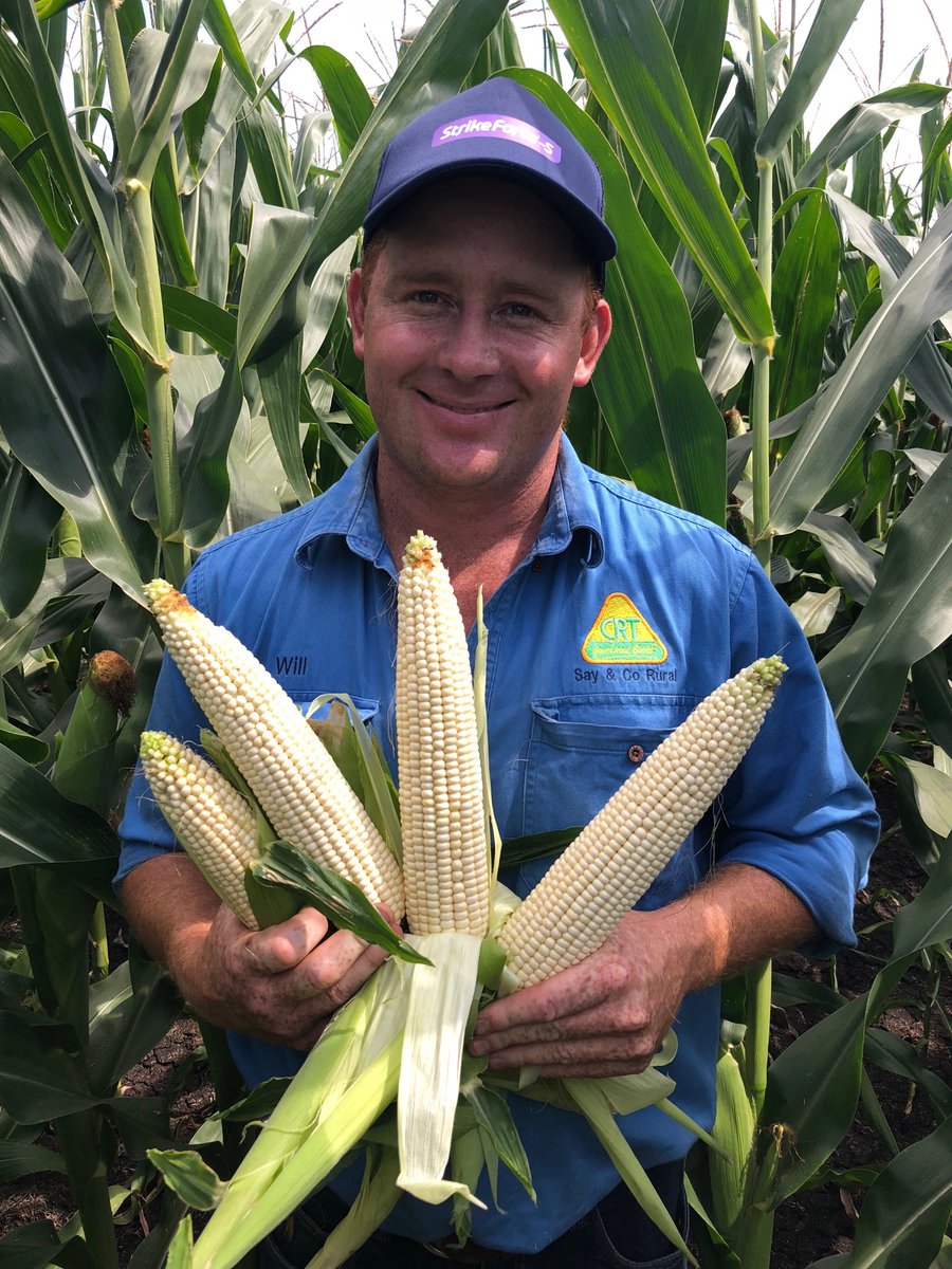 sam_gally1's tweet image. Now these are corn 🌽 cobs!!! Will Newberry of Say &amp;amp; Co Rural, at Glen Innes, in an awesome crop of @pioneerseedsau 33V62 White Corn