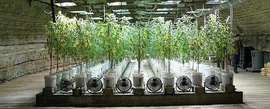 sparkreport's tweet image. #TBT The most plagiarized post in cannabis blog history: The Full Story of The Tennessee Pot Cave (2009) #Cannabis #ThrowbackThursday sparkreport.net/2009/03/the-fu…