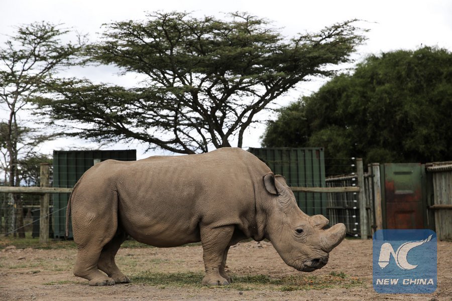 #BREAKING: World oldest only male #northernwhiterhino dies in Kenya