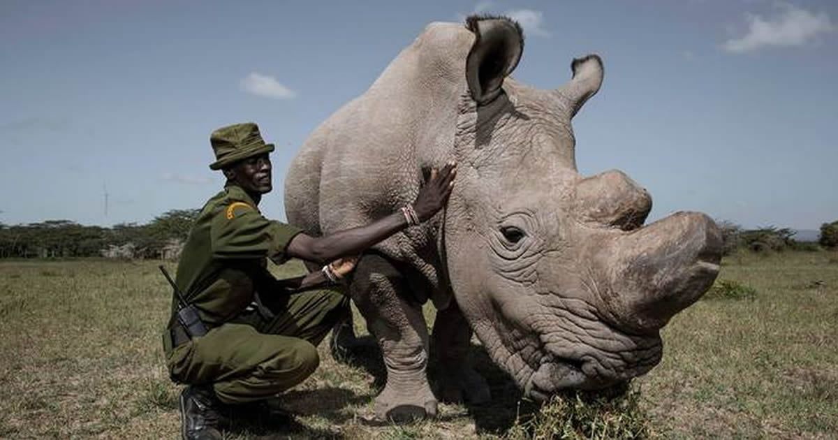 Белый носорог сколько осталось. Судан (носорог). Северный белый носорог охрана. Белый носорог Судан. Северный белый носорог 2020.