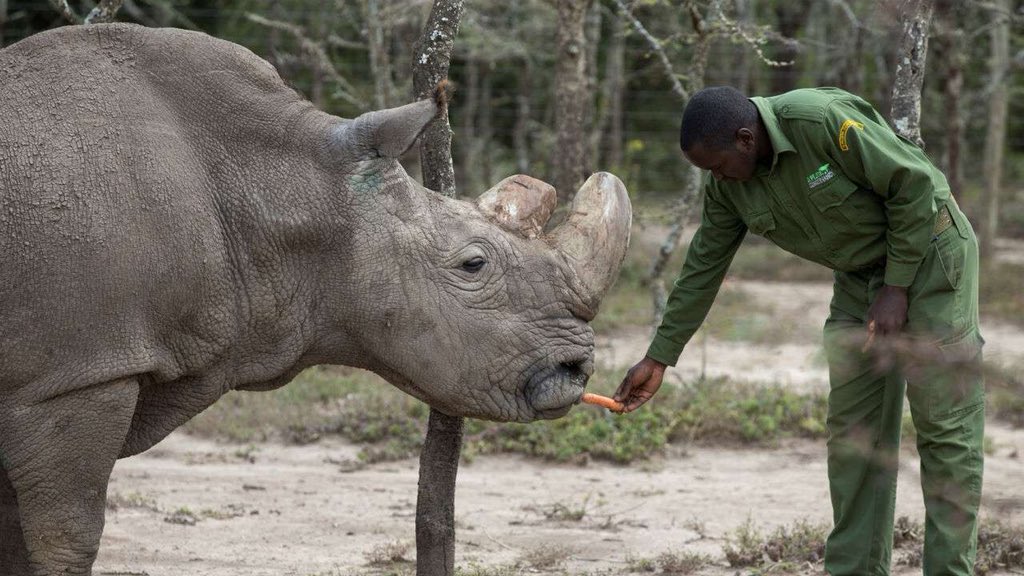 my heart breaks for the men who have lived their lives to protect Sudan from poachers. they loved him and he loved them ❤️ 
#Sudan #Extinction #northernwhiterhino