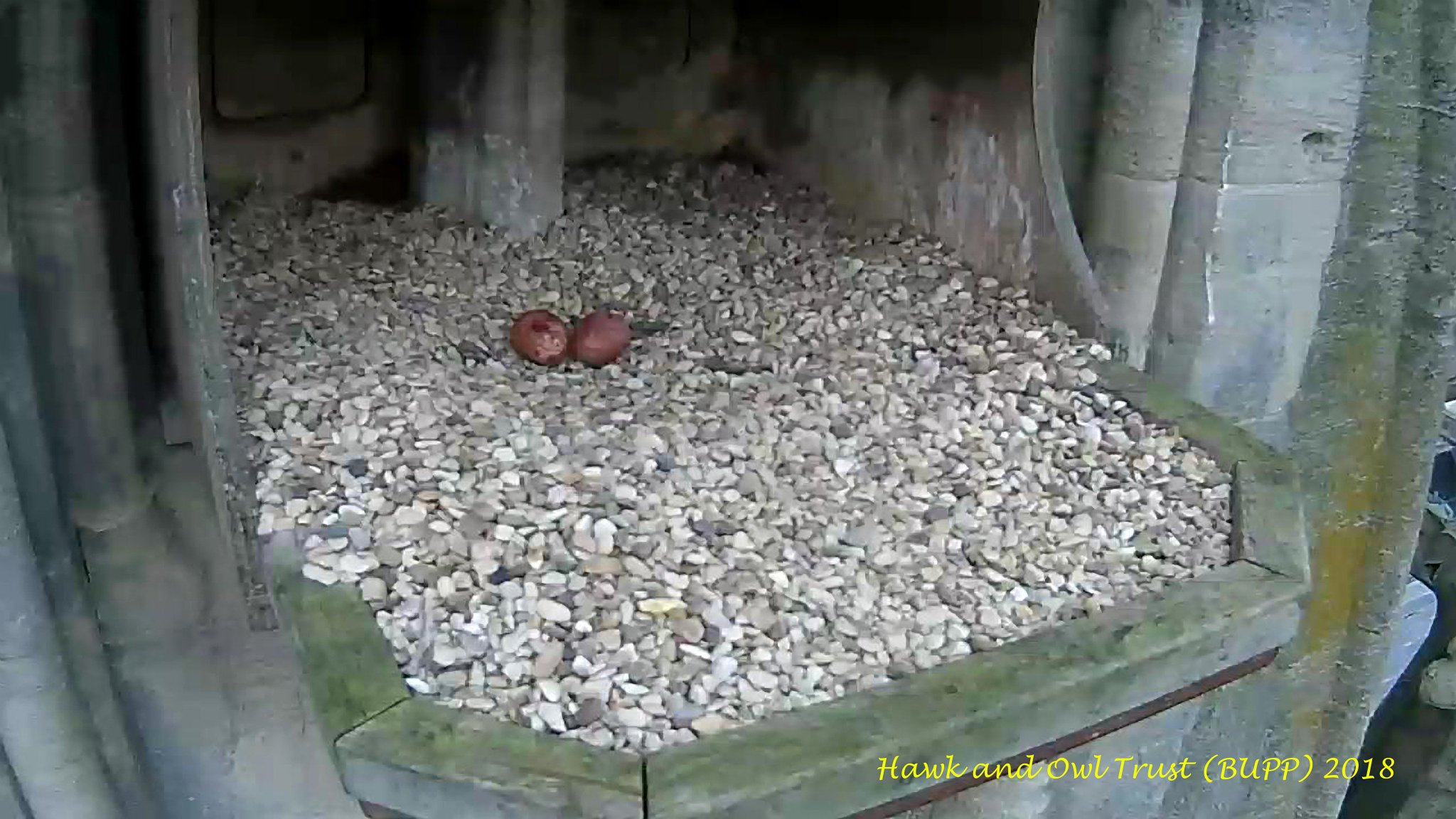 Bath Peregrines on Twitter: "BUPP today: The second egg was laid at ...
