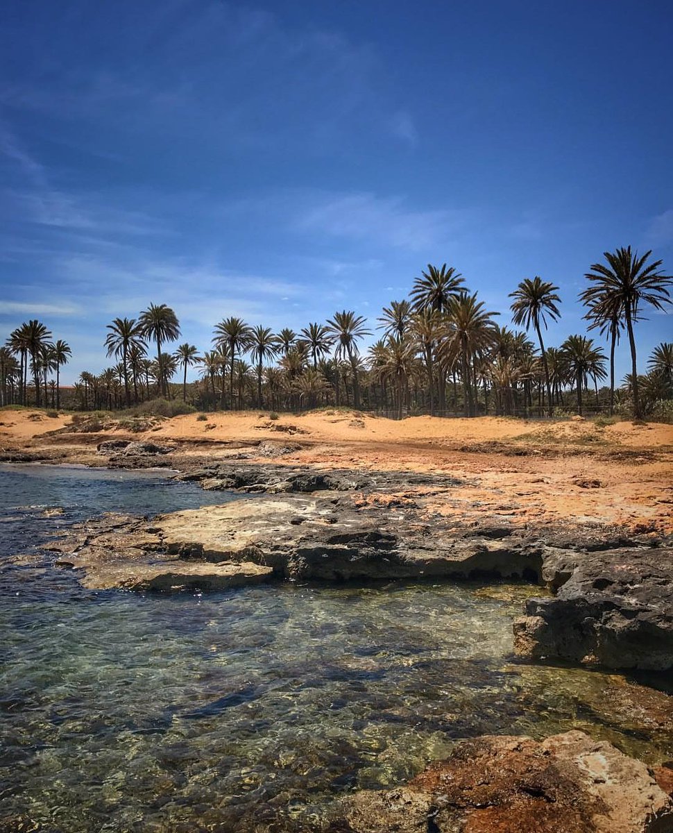 costablancaorg's tweet photo. Palmeras🌴, pequeñas dunas🏝 y agua cristalina💦forman el maravilloso entorno de Cala Ferris en #Torrevieja. ¡Feliz día!
•
Foto: @accadaniel https://t.co/hK7Bhy3Cji