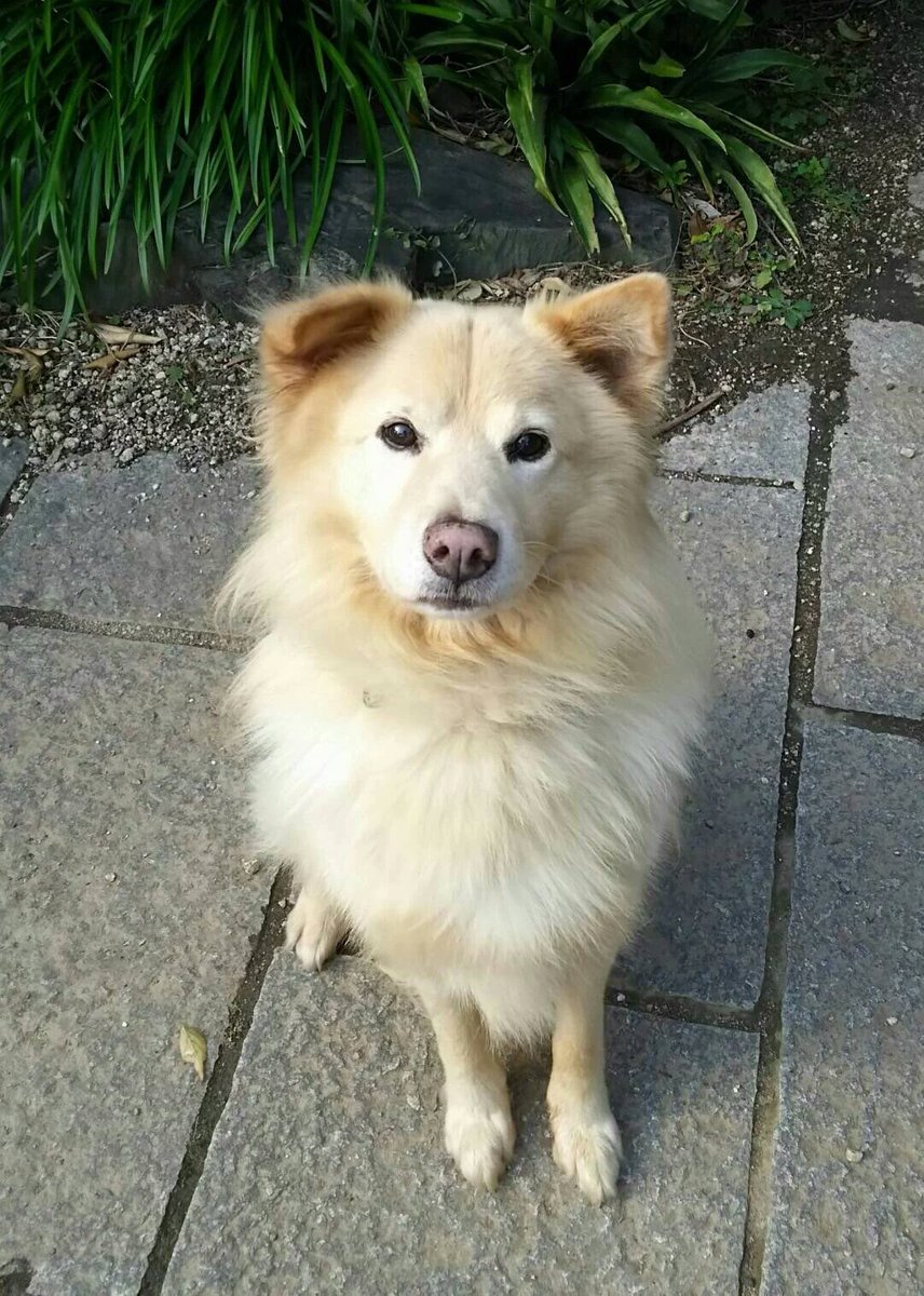むみちゃん 目撃情報求 迷い犬 捜しています 犬 雑 中 薄茶 白 垂耳 首 尾 房毛 サイレン音に反応して 吠えます 愛知 刈谷市 今川町 迷子 富士松 引田 中島 山ノ橋 井田 山ノ神 他 保護 や見かけませんか むみちゃん 目撃情報求 迷い犬 捜しています 犬 雑 中 薄茶 白 垂耳 首 尾 房毛 サイレン音に反応して 吠えます 愛知 刈谷市 今川町 迷子 富士松 引田 中島 山ノ橋 井田 山ノ神 他 保護 や見かけませんか