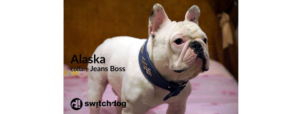 InfoSwitchdog's tweet photo. Ecco Alaska, il dog model protagonista di "Musi da copertina" che indossa una delle novità della collezione primavera/estate Switchdog: il collare Jeans Boss con borchie fashion a rombo.
Grazie alla sua mamma Monica che l'ha immortalato in questo bellissimo scatto! https://t.co/aTHTaebFIq