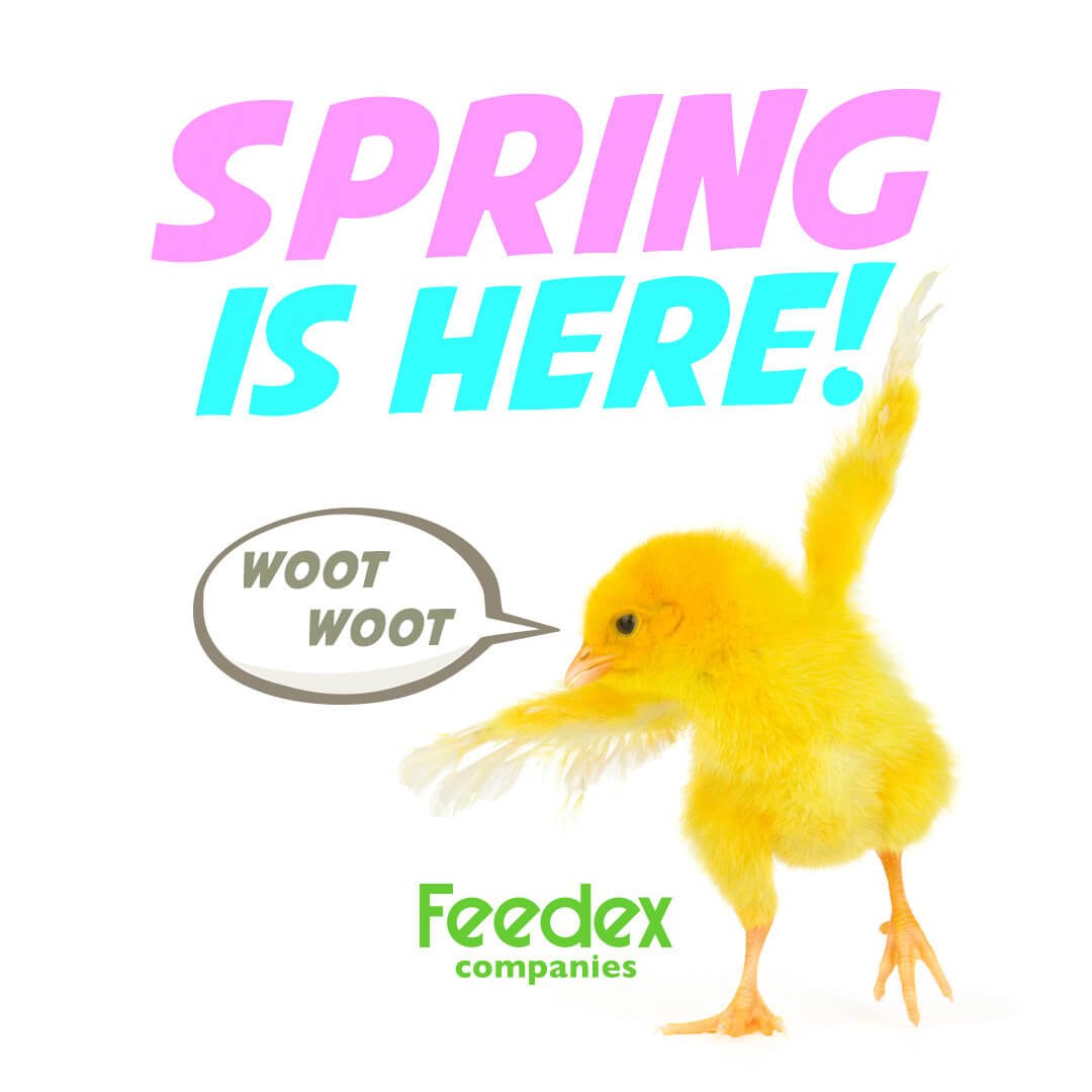 FeedexCo's tweet photo. It’s the first day of spring and the chickens are ready! Make sure your chickens have spring in their step with organic poultry feed from Feedex. 

#Feedex #OrganicLivestockFeed #Spring https://t.co/q5z5JPIyg3