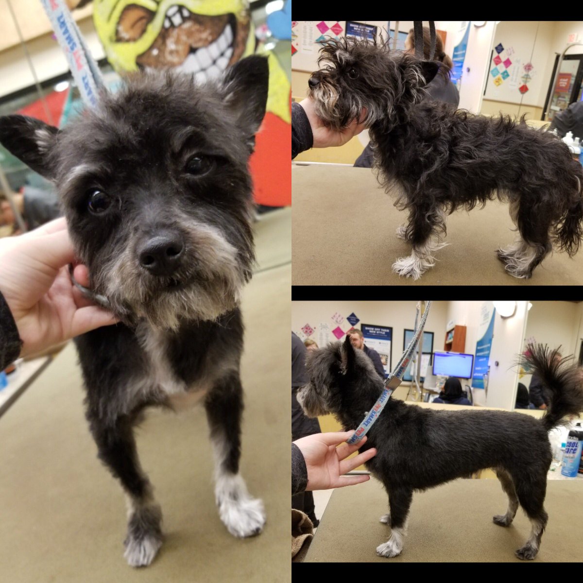 #Northeastgrooming #cny #1194 #extrememakeover #LexW #CairnMix