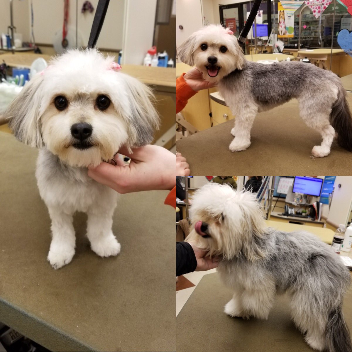 #Northeastgrooming #cny #1194 #extrememakeover #LexW #Yorkiepoo