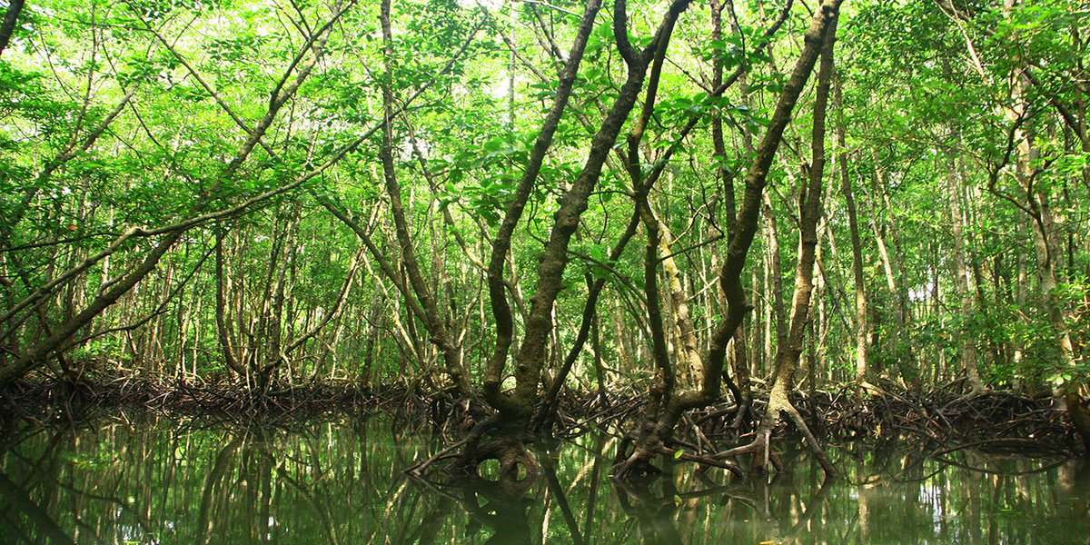 Yesilist's tweet image. Dünyanın en güzel sesi Malezya’nın doğasından yesilist.com/dunyanin-en-gu…