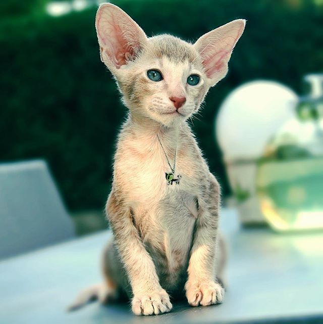 openjart's tweet image. One more #beastfromtheeast - this one simply #adorable. Openjart Mini-Animi Collection, see it via the link in profile ☝️ ift.tt/2FQIQTu