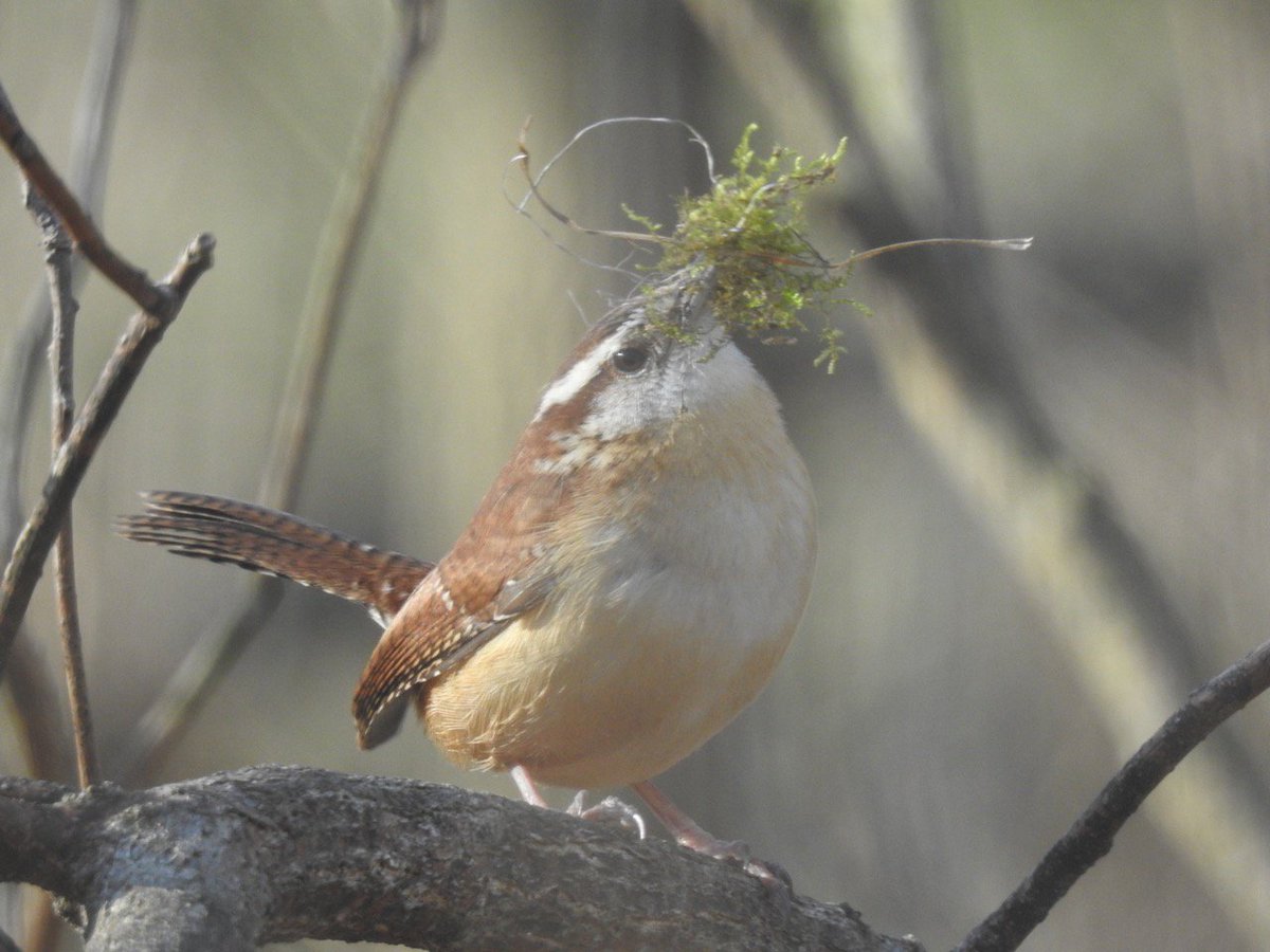 humanegardener's tweet photo. What good is moss? Just ask our Carolina wren parents, who are making nests with moss from stumps, under trees and in our former lawn. Moss also provides homes for insects, salamanders and frogs, and it sequesters carbon and filters contaminants. #leavethemoss #natureknowsbest https://t.co/6anw4tfhvs