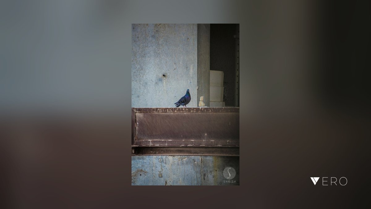 mini__kothari's tweet photo. The Concrete Jungle #architechphotography #architecture_best #architecture #architecture_addicted #sunset #sunset_addict #city #city_capture #city_beats #skyline #nature #nature2018 #photo #photography #photography101 #photography2018 #Dโฆ @VeroTrueSocial https://t.co/cTHucBNrnB