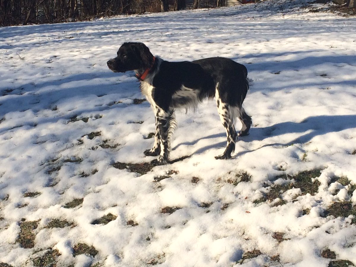 DogWatchTC's tweet image. It's the first day of Spring! Time for wet shoes and muddy paws