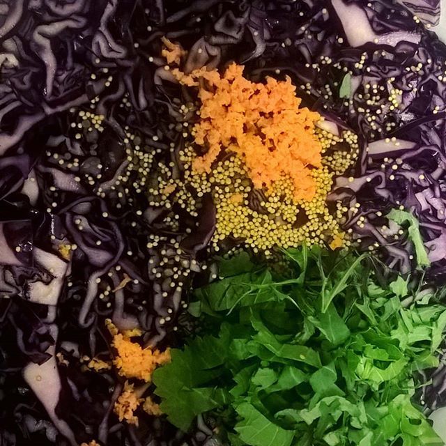 Fermentationian's tweet photo. Ooh I'm making red cabbage sauerkraut with mustard seed, radish seed, turmeric, mustard greens &amp; kale. It smells amazing!💜
#fermentation #fermented #fermenting #fermentationworkshop #sauerkraut #kraut #kimchi #kefir #kombucha #deeppurple #anthocyanin… https://t.co/f7Y92RHtd9 https://t.co/5K0Qt2qwod