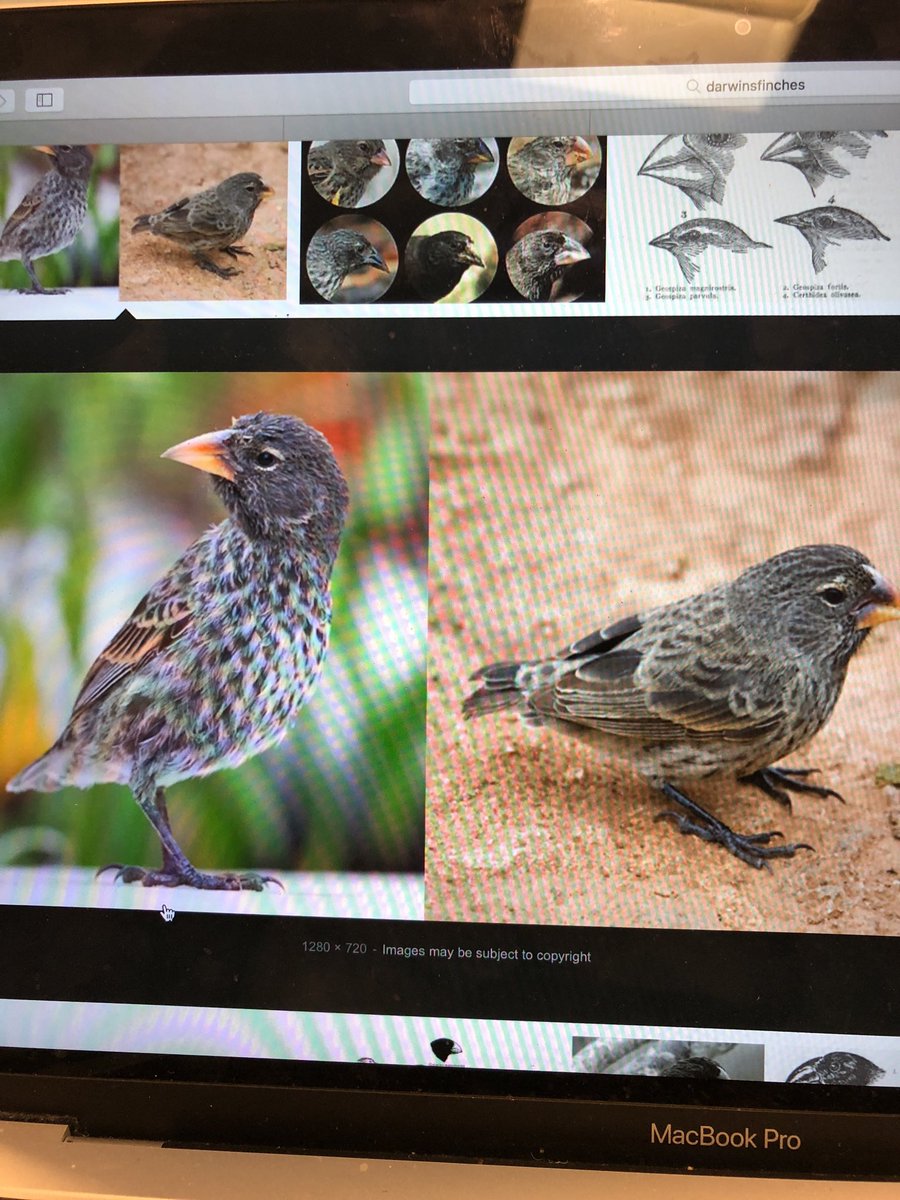 FLHS_elleg's tweet photo. Endemic species are certain types of animals that exist only in one area. #Endemic https://t.co/MwJrzNkE4f