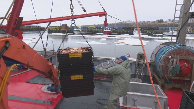 Brett_CBC's tweet photo. BREAKING: Gulf of St Lawrence snow crab trap fishery's MSC certificate has been suspended. (ie: no longer considered "sustainable" following last year's right whale deaths) https://t.co/HB0gVq2NRD