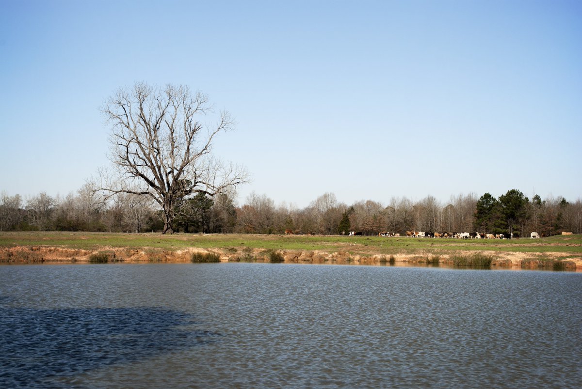 TX_Ranches4Sale's tweet photo. New 615 acre East TX Listing! Full details at https://t.co/vRHpenQL33
#NewListing #TXLand #RuskCounty #HendersonTX #LanevilleTX #PineTrees #LiveWater #RupleProperties #BuyLandLiveWell https://t.co/bCMJ8TwaQg