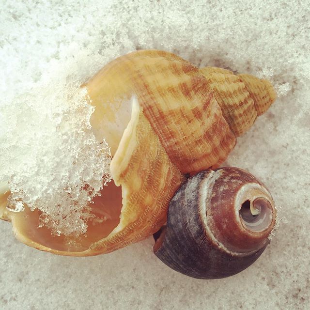anniekday1's tweet photo. Snow where sand should be
#calshotbeach #calshot #calshotspit #hampshire #visithampshire #igershampshire #seaside #beachlife #shells #englandsbigpicture https://t.co/oGN6kzZhRH https://t.co/Zm0zDYV2p0