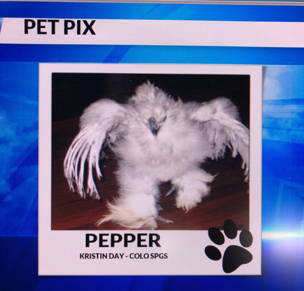 AbbieBurke21's tweet photo. Otie is cute but Pepper takes the cake! ๐ฅ๐ฅ๐ฅ #PetPix @TheWxMeister @FOX21News #AttackChicken https://t.co/SLFg0P2NAG