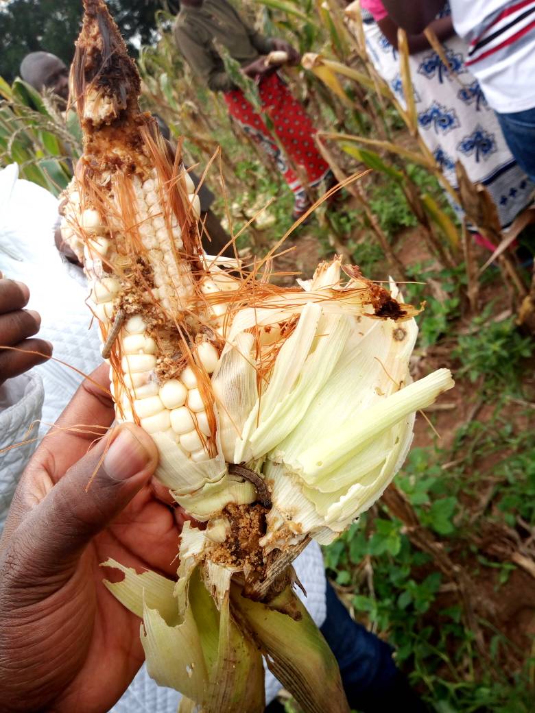 aatfafrica's tweet photo. "@WEMAPartnership project started in 2008 to dev. and deploy royalty-free drought-tolerant and insect-pest protected maize varieties to #farmers in #Africa" @aatfafrica Dr Sylvester Oikeh -- speaking at Australia-Africa Agric. Research Symposium in Nairobi - #Ke today #FightFAW https://t.co/4MWlHxcNEI