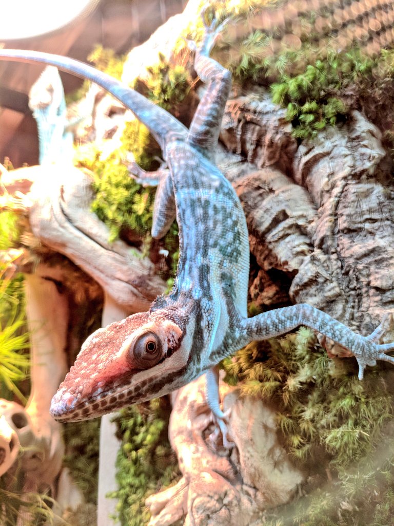 AnoleAnnals's tweet photo. Throwback to Anolis smallwoodi looking magical on the @ZooMed display at #Anolis2018 - hosted by @FairchildGarden https://t.co/x8xbk0P84G