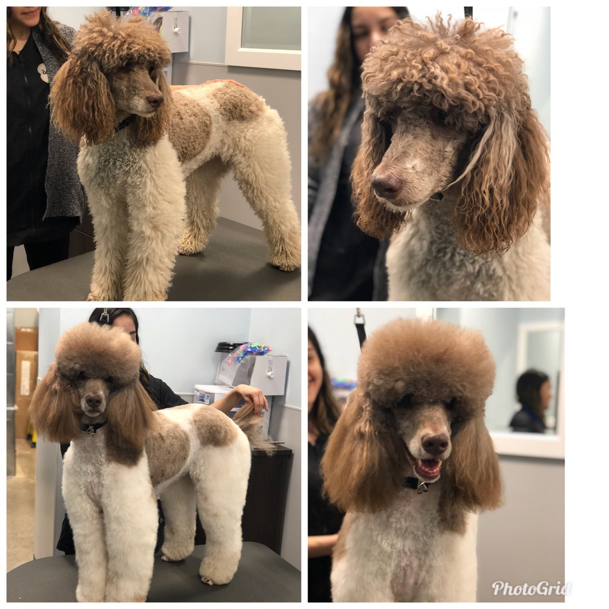 Penny came for her usual groom with Jessica #northeastgrooming #petsmartgrooming @LauraG_DAT