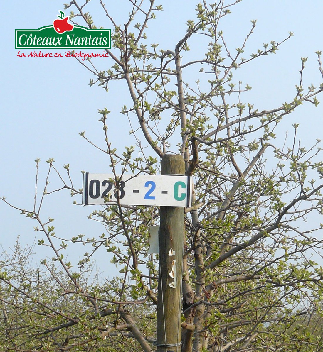 La nature se réveille, les petits bourgeons apparaissent sur nos arbres fruitiers... #printemps