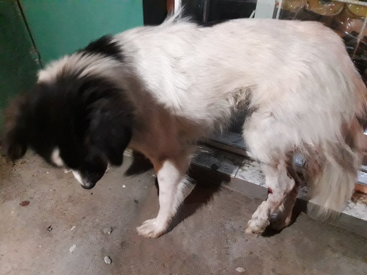 HudsonLucila's tweet photo. Anoche, a eso de las 12 de la noche a la altura de Av. Parque y Del Valle encontré esta perrita lastimada (parece chocada) en la puerta de un local de maquinaria. Está bien cuidada y su pelo es suave, quizás una familia la esté buscando. Por favor, RT. https://t.co/A3En42LLjb