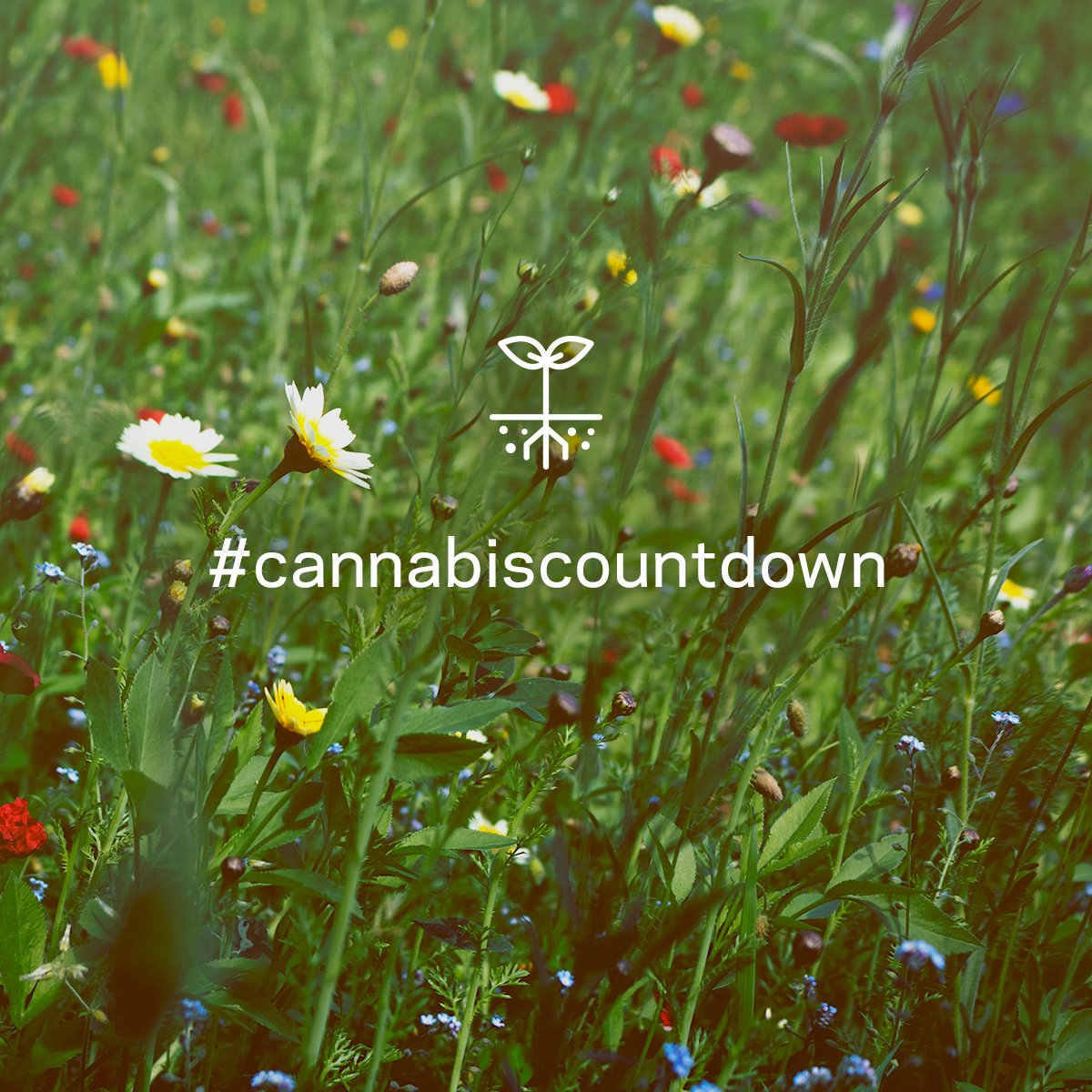Aurora_MMJ's tweet photo. Happy first day of spring! 🌱 Just a few more months until it’s summer and the adult consumer use of cannabis is legalized.  #cannabiscountdown https://t.co/tzKJ9k3WNP
