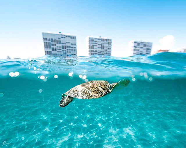 FITB: If I could pick one place in the world to dive it would be ____________.

Why?
