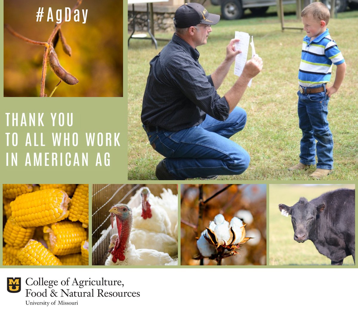 Mizzou CAFNR tweet media