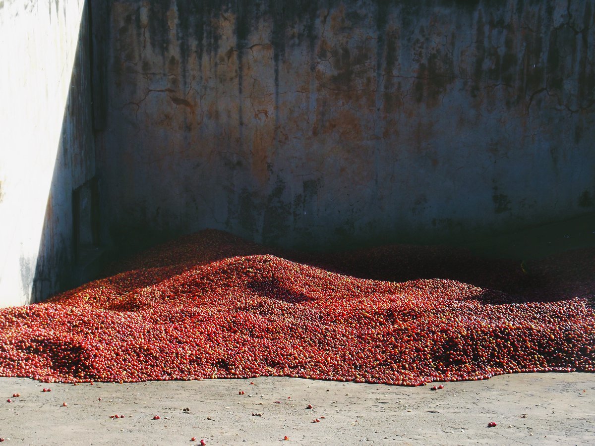 Our new Kenya Muhara is now liveee, along with our new Ethiopia Gigessa. Both incredible coffees, unique and interesting in their own ways. Check the webstore #triplecoroast