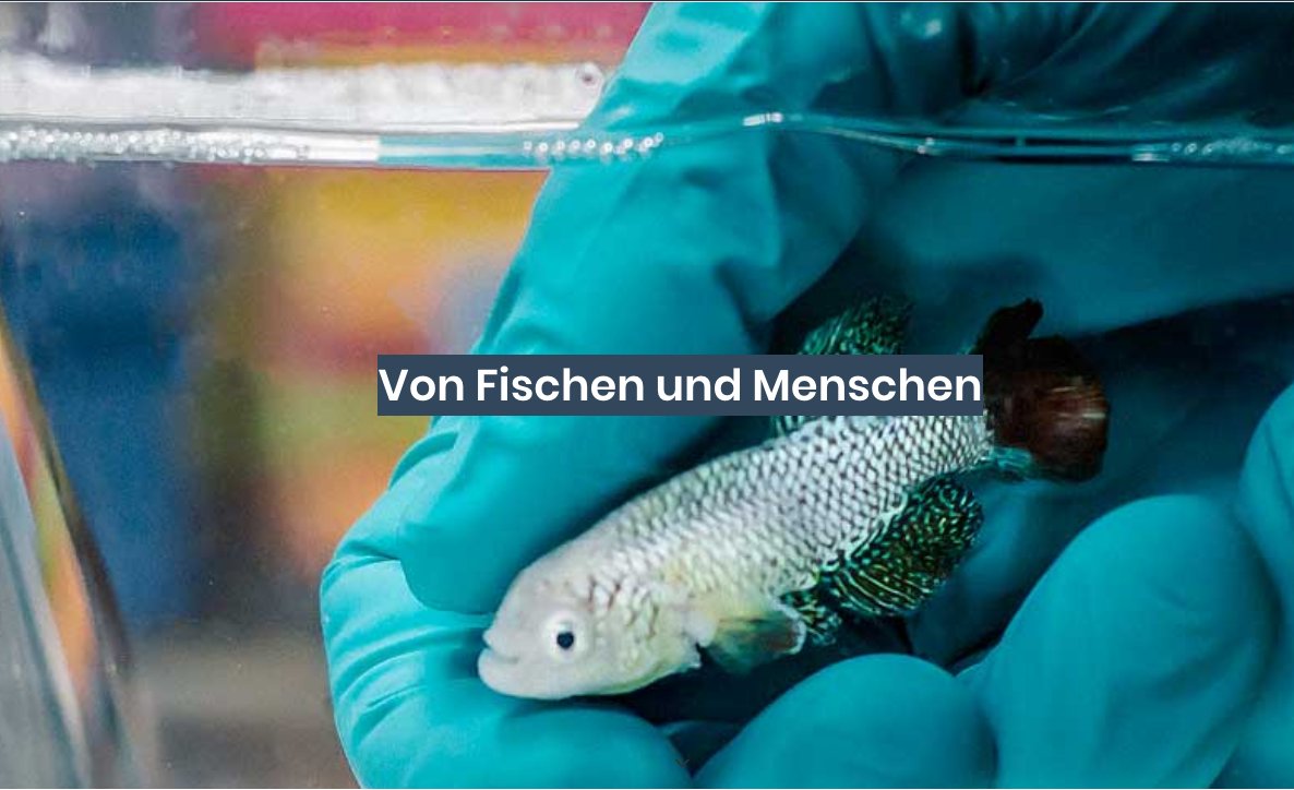 CECAD_'s tweet photo. Was verraten uns Fische über das #Altern? 🐠🐟 @darissambaya verrät es im Uni-Magazin der @UniCologne. Jetzt neu im #Storytelling-Bereich der Uni:
https://t.co/LYuC32kvLq https://t.co/8EsFIJ3L2R