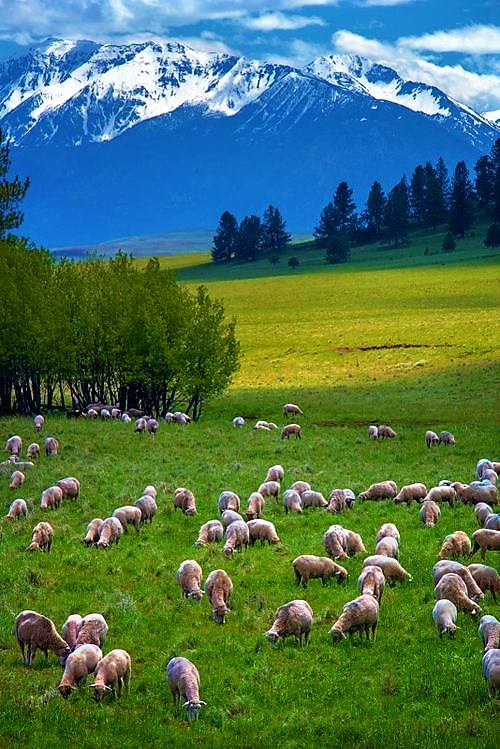 GorselSl's tweet photo. Beauty in spring🌿🌿🌿🐑🐑🐑🐑🌿🌿🌿 https://t.co/prIlePqd9q