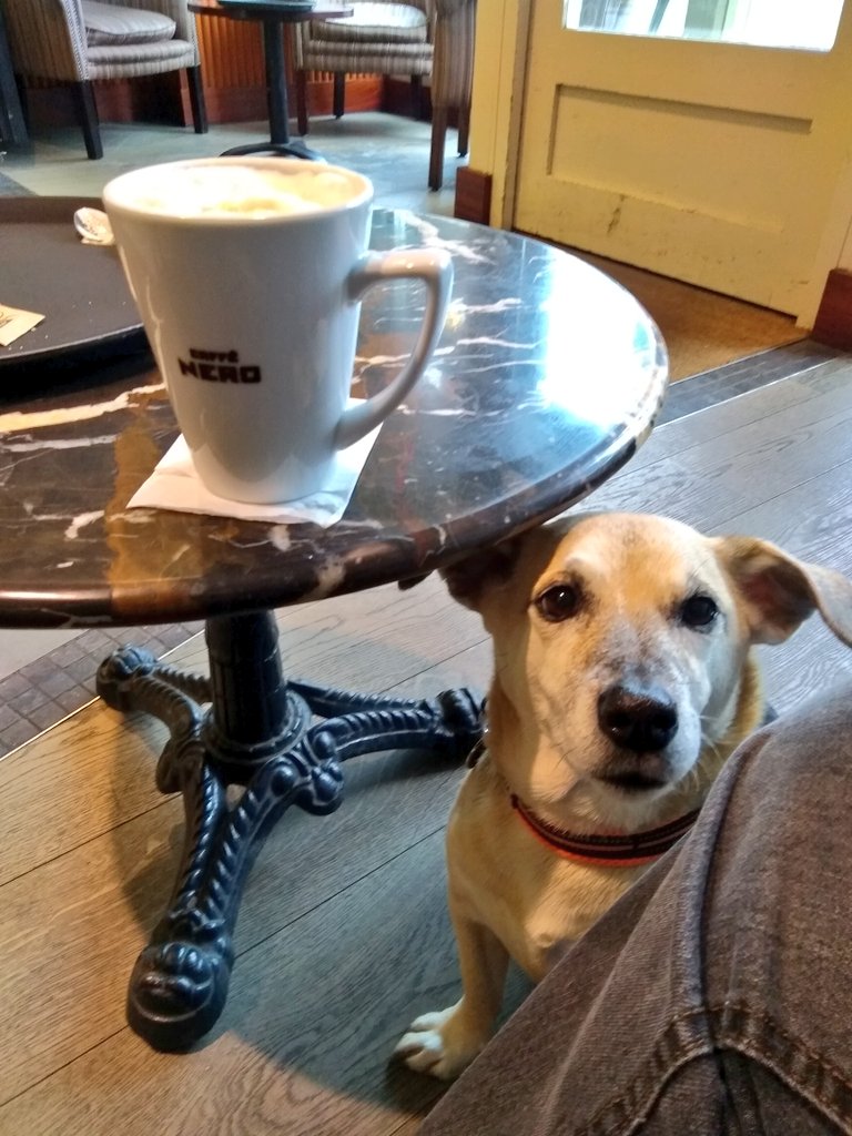 Firesnapper999's tweet photo. If #CaffeNero can let well behaved dogs join their owners for #CaffeineResus, why does .@CostaCoffee still insist on banning dogs from their outlets. Dog Unfriendly #WhitbreadPLC? #LostRevenue #DoesntThrowFoodDrinksOnUpholstery #BerwickUponTweed https://t.co/buoRySJNzA
