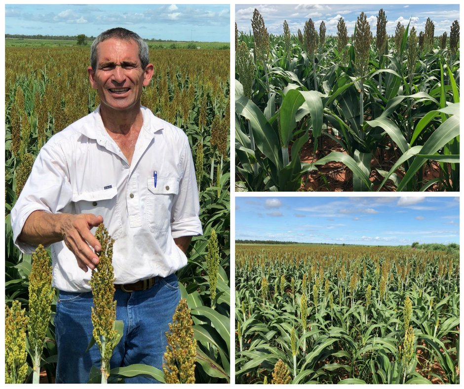 pioneerseedsau's tweet image. #HumptyDoo #TerritoryRural Branch Manager Shaun Healy inspecting a crop of #monsoonalrain grown Pioneer® brand hybrid G33 at Sam McBean’s property
‘Ruby Downs’ in the Douglas Daley region NT.