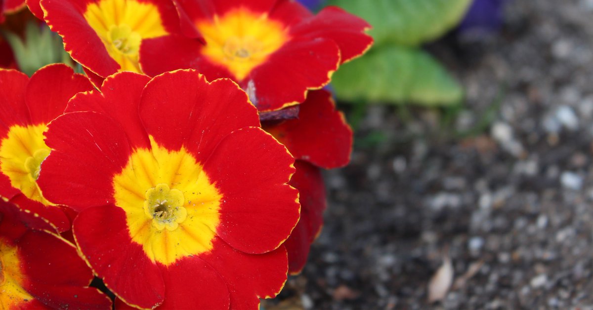 Welcome to March and the beginning of Autumn! It’s nature’s time for planting. As the soaking Autumn rains begin, the warmth of the baking summer sun is retained in the soil, thanks to the natural mulch created by the falling Autumn leaves...

ed.gr/osqs